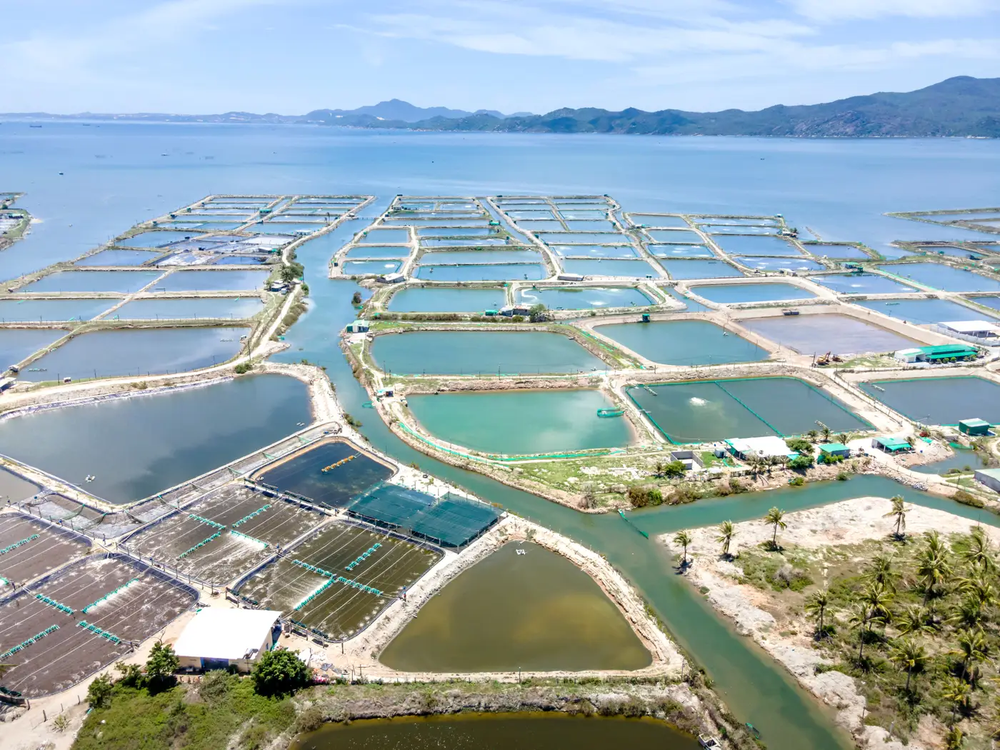 Aerial view of a tropical coastline divided into rectangular aquaculture ponds, with forested hills in the distance.