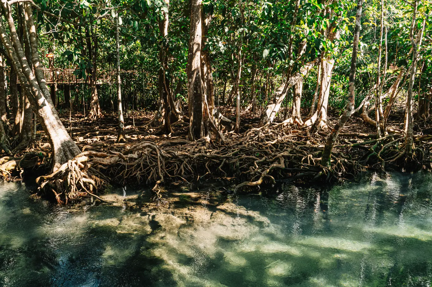 Dense, tangled mangrove roots along a forest creek, with sunlight filtering through the canopy.