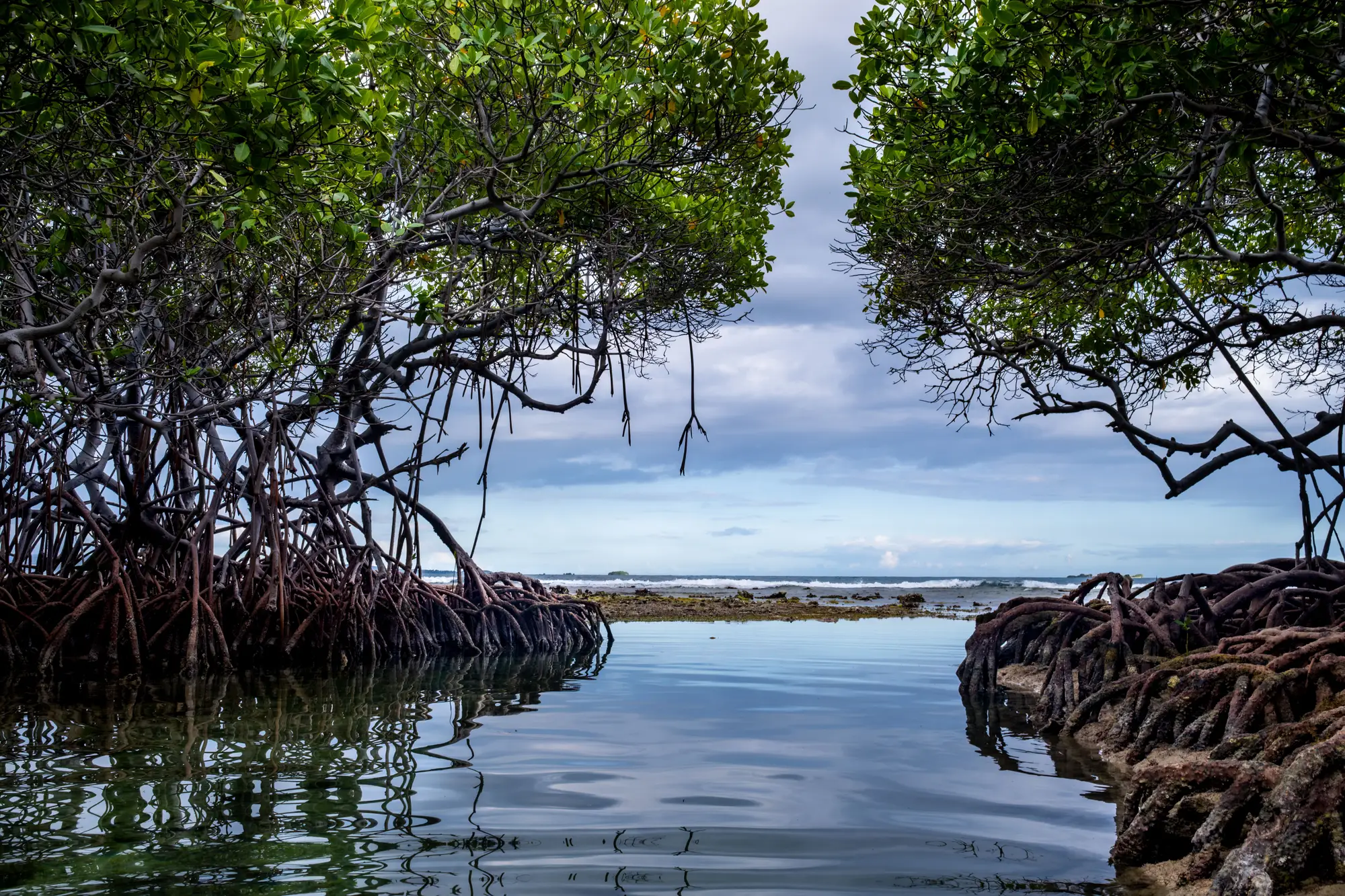 Mangrove prop roots at the edge of a lagoon under an overcast sky