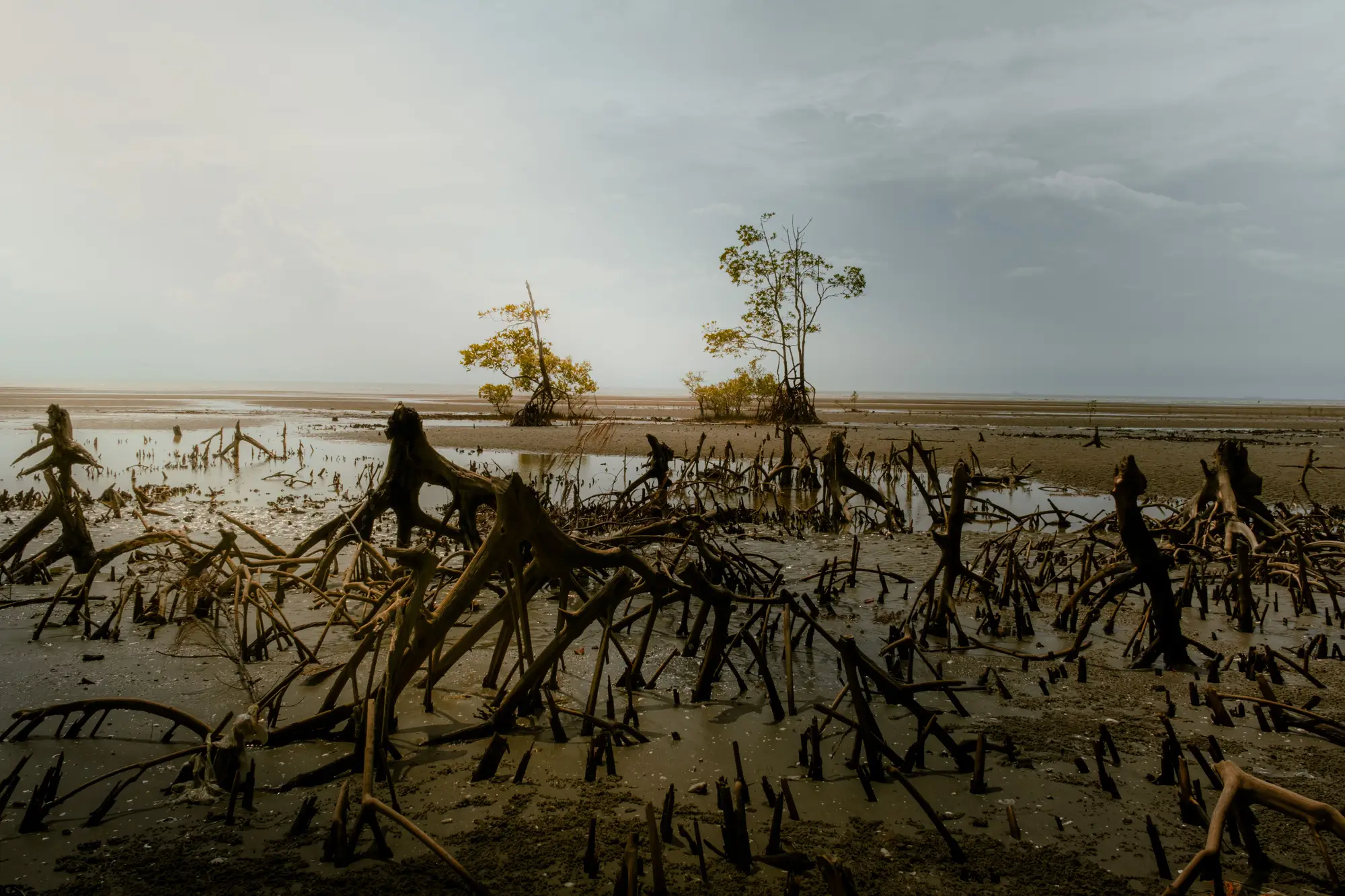 Bare roots and stumps on a mudflat at low tide, with two young mangroves behind